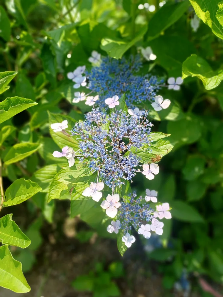 예쁜 산수국 판매해요