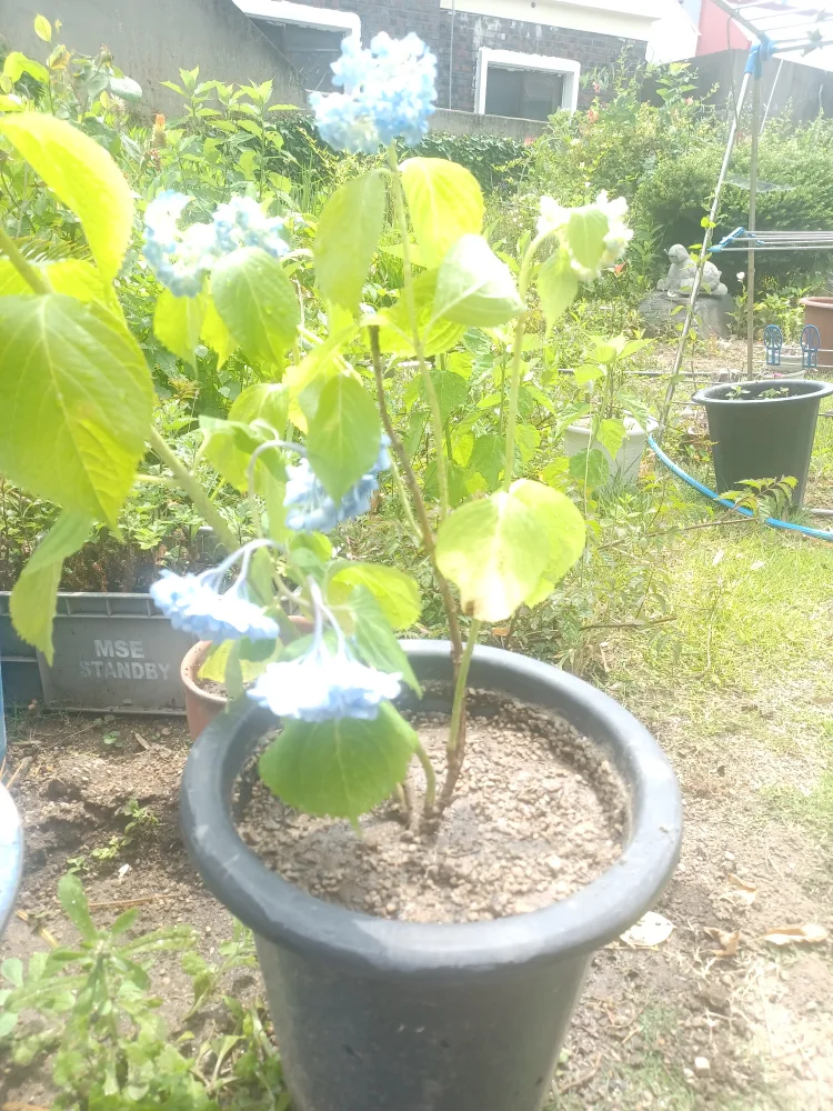 수국 화분(연 하늘색 수국 분재)