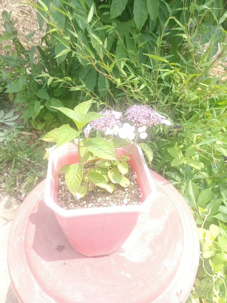 수국 분재(제주 별수국)