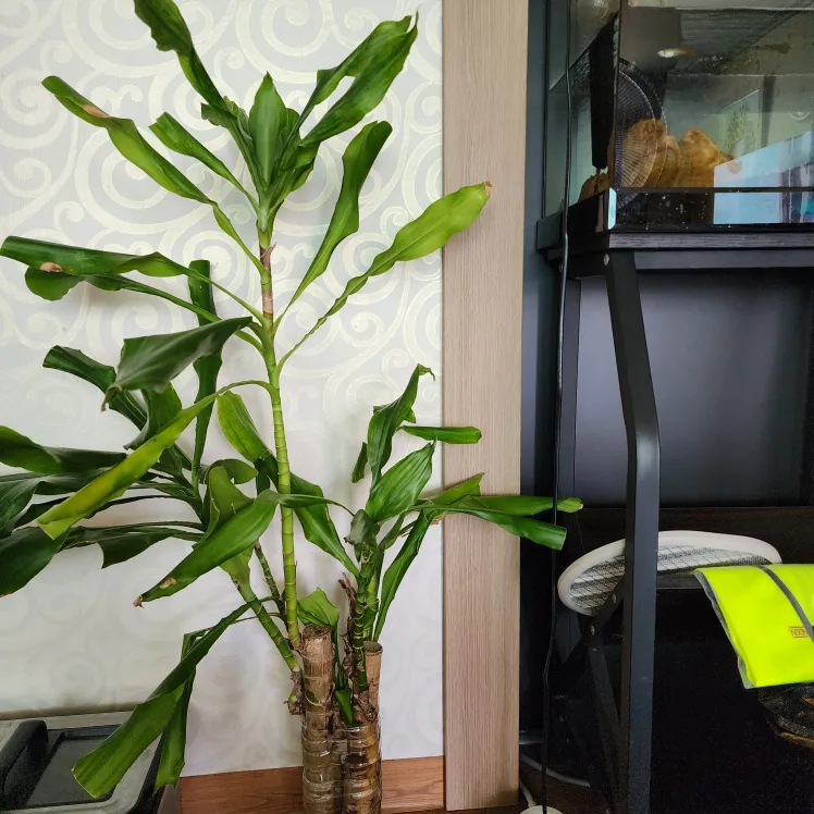 행운목 수경식물 일괄