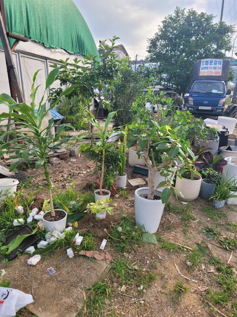다양한 중고화분 모음🪴