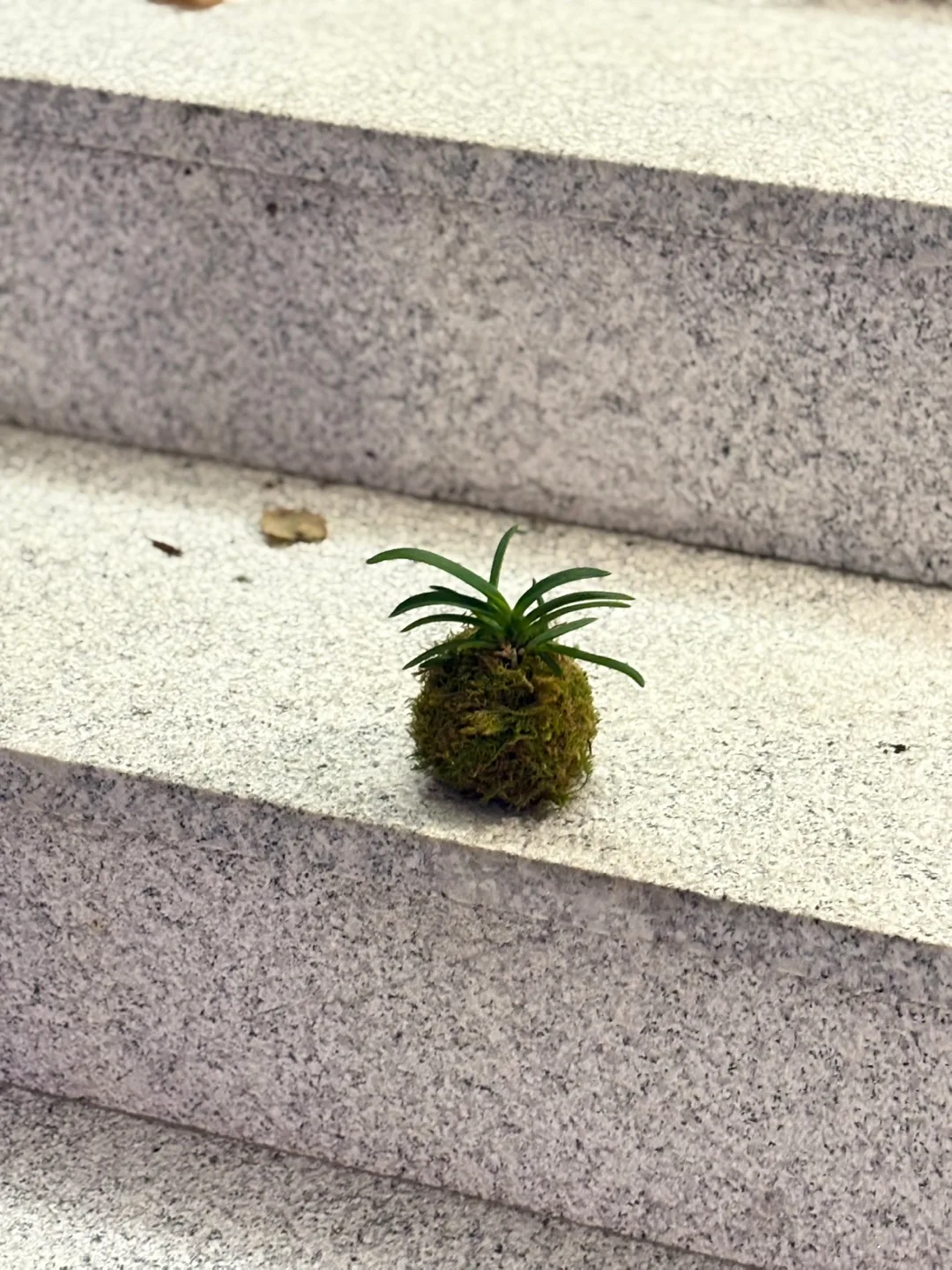 소엽풍란 이끼볼 코케다마 식물 플랜테리어