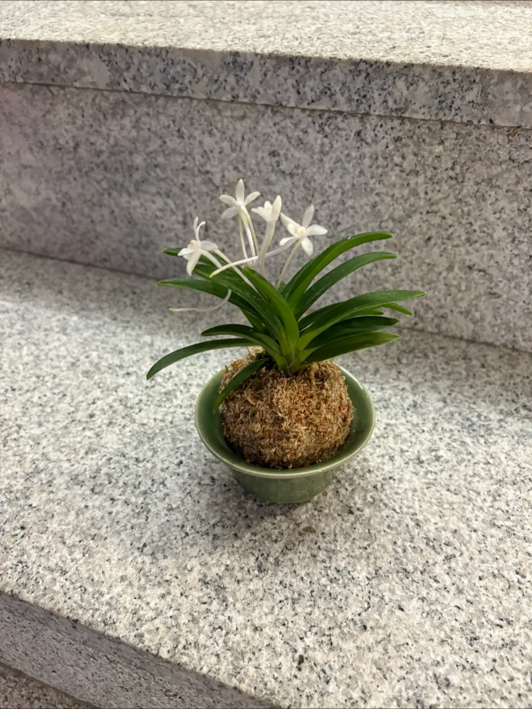 수태볼 소엽풍란 식물 분재 (화분포함)