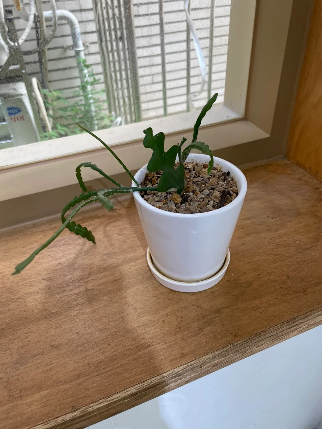 소형 식물 팝니다!