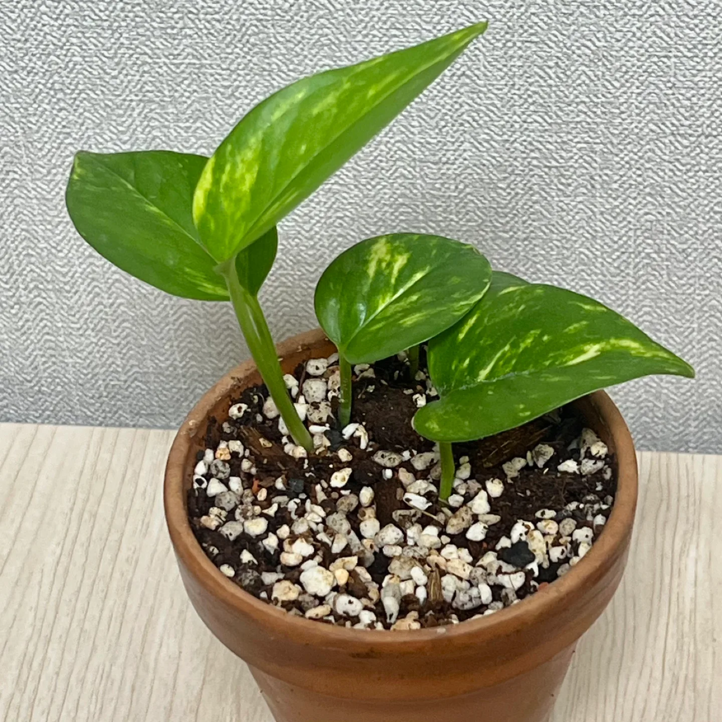 식물 무늬 스킨답서스 토분