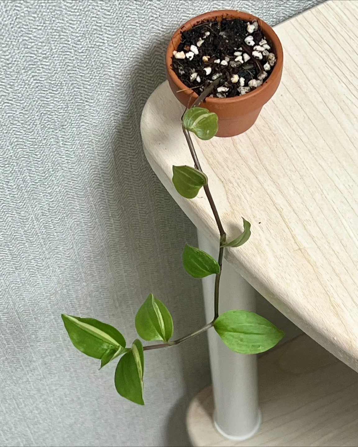 식물 무늬달개비🪴 토분