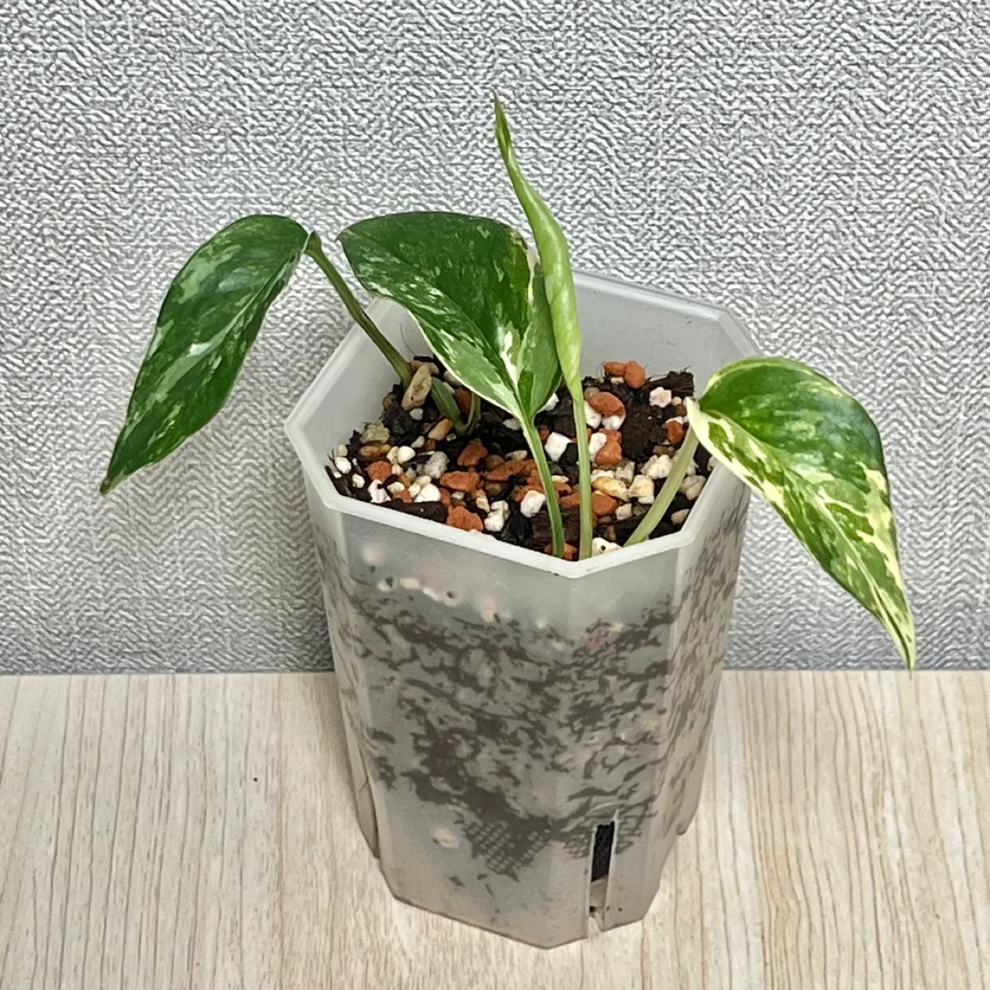 식물 에피프레넘 피나텀 바리에가타 🌱에피바리 슬릿분