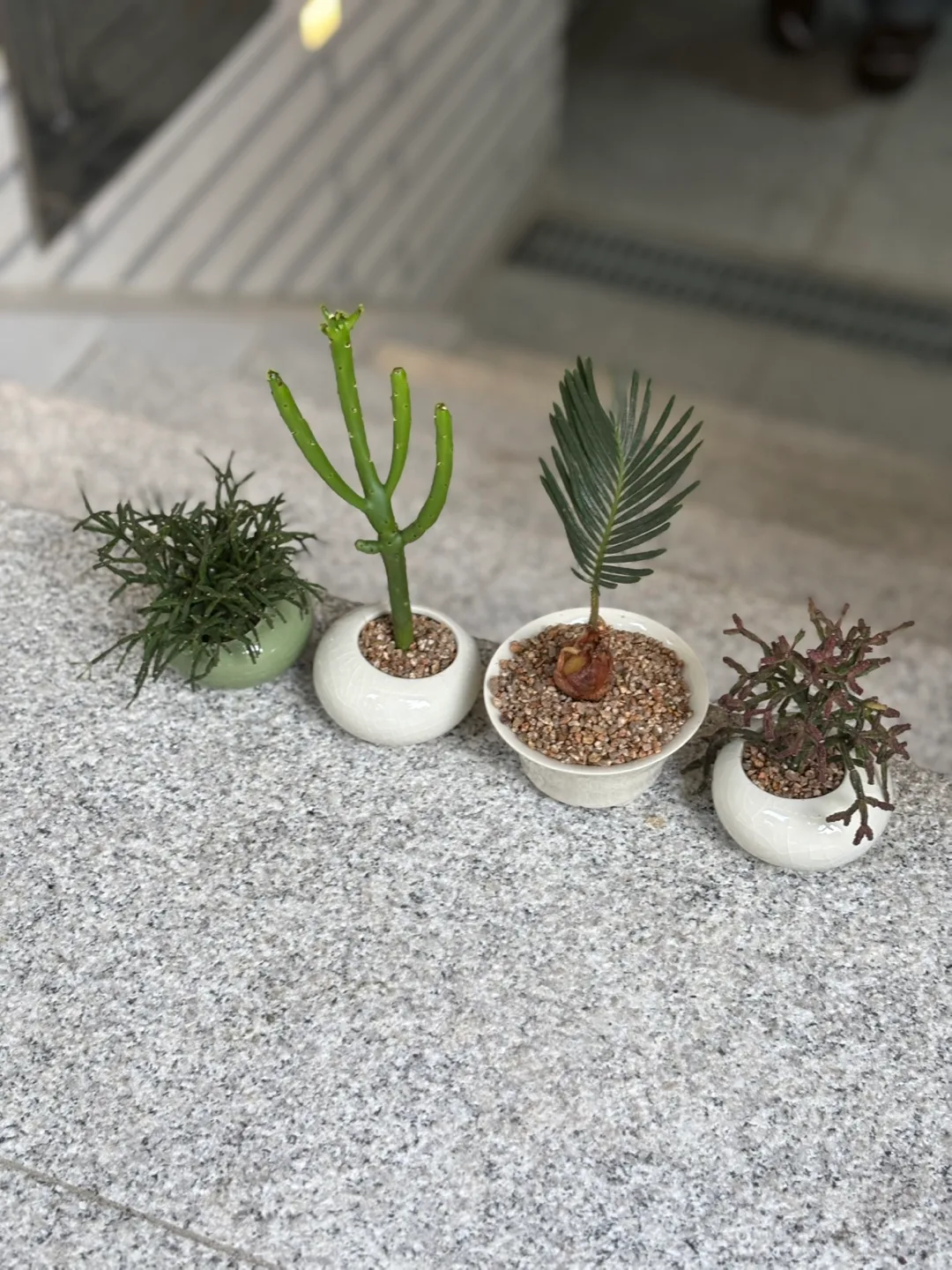 귀여운 미니 식물 소품 오브제