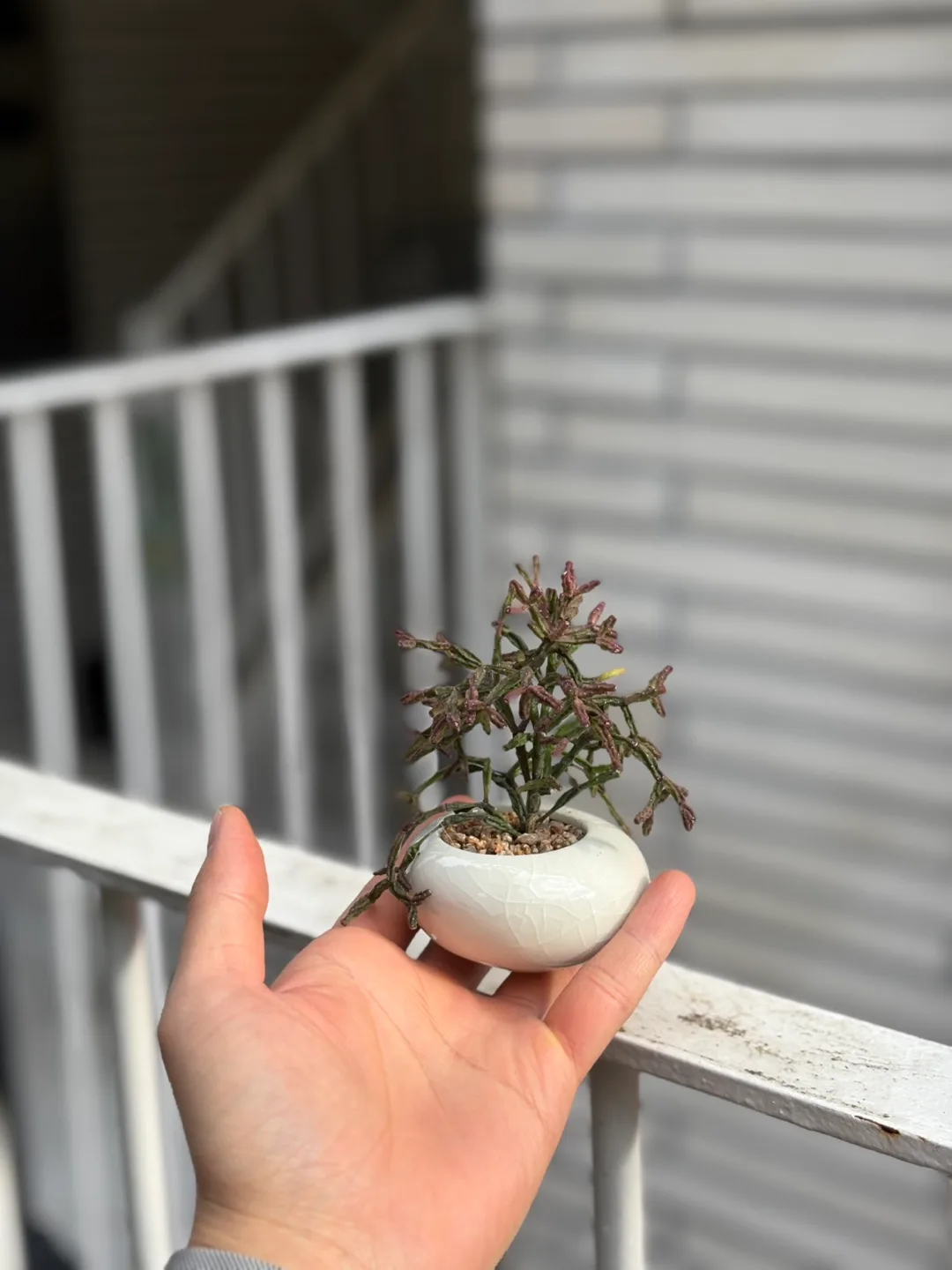 립살리스 팝아이 식물 소품