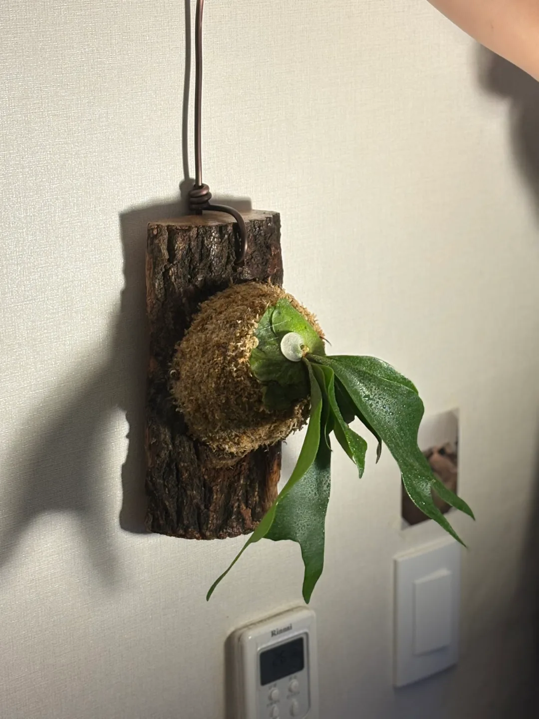 Platycerium bifurcatum 박쥐란 행잉 식물