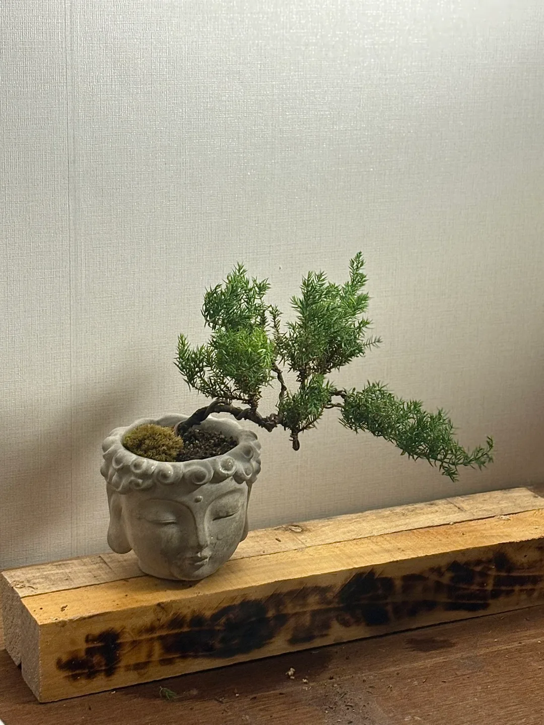 향나무 분재 부처상 화분 식물 플랜테리어 소품