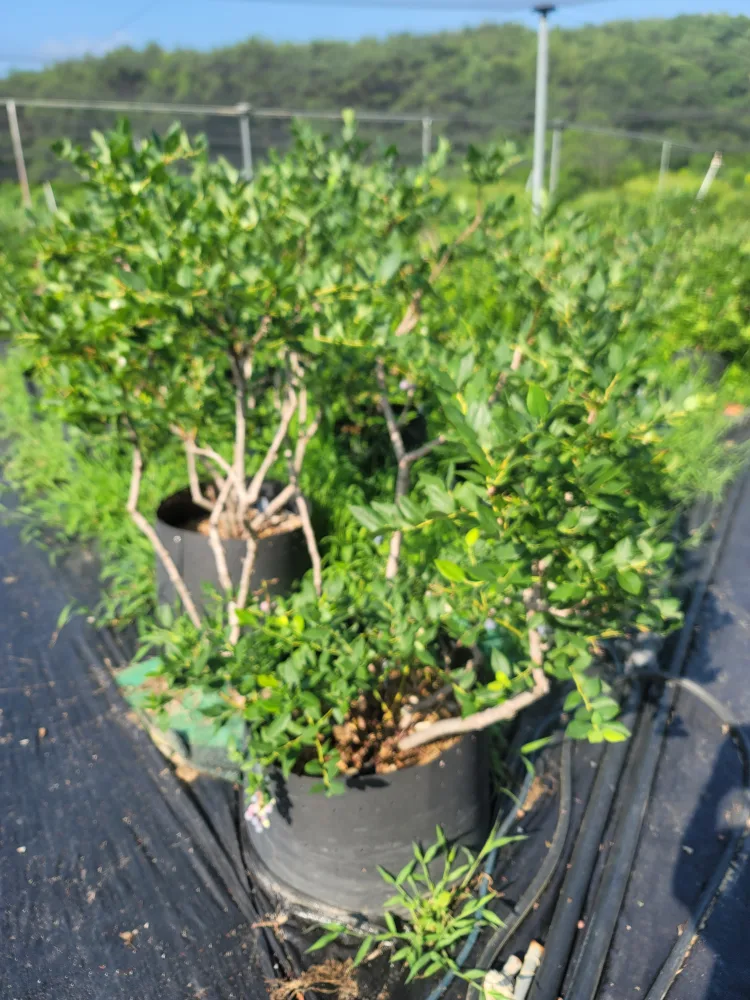 블루베리 6~7년생 중고 팜