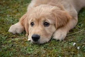 갤럭시 s25 플러스 네이비 512<->아이폰,갤럭시