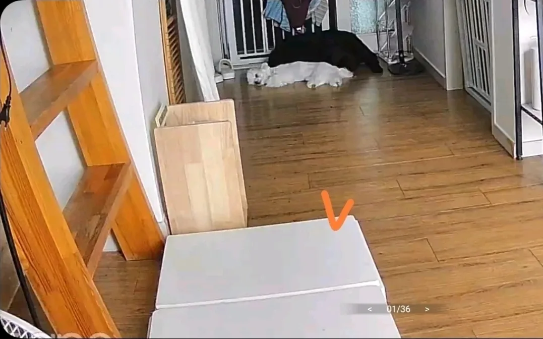 급처) 강아지 대리석 (대) 팔아요