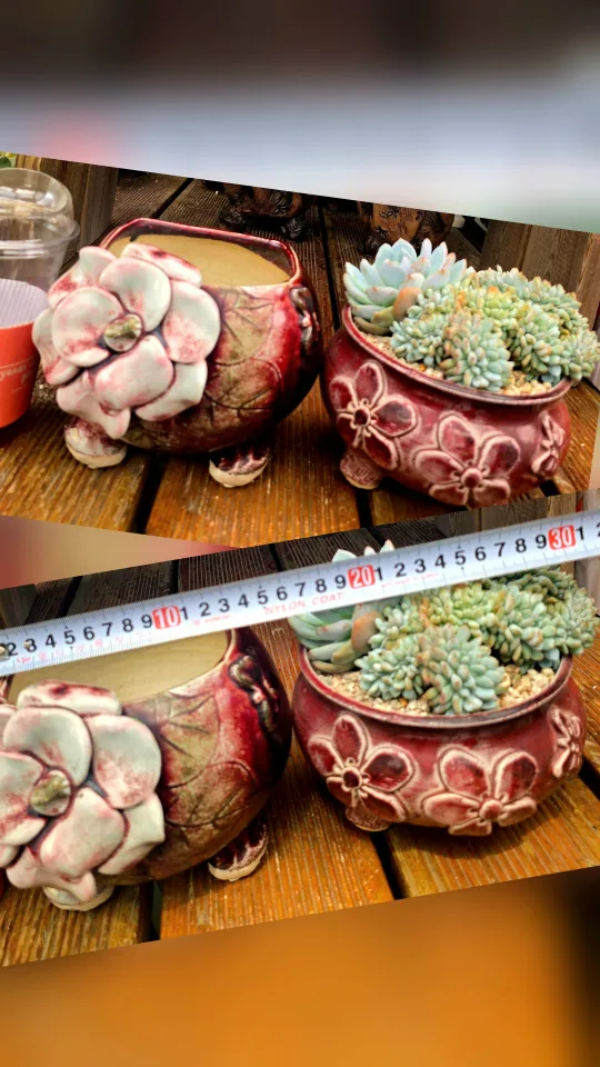 냥이진사 큰화분~큰꽃코사지화분 비싸요..중고라 할인 많이많이..먼로철화도 달달묵고 이뻐요.. 마지막할인