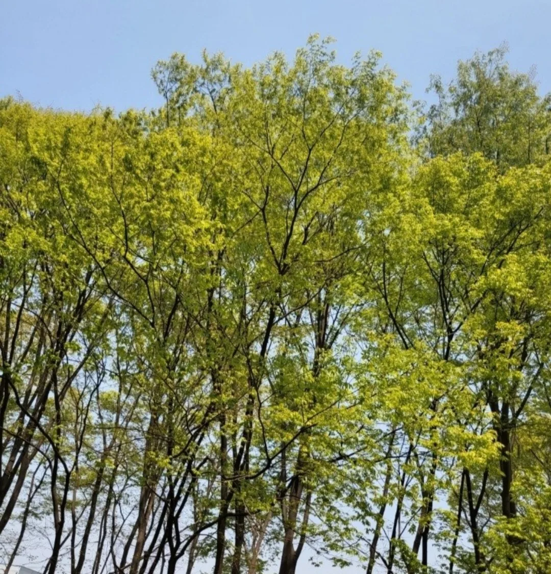 (삽니다) 옛날 중고 lp 엘피판 레코드판 구합니다