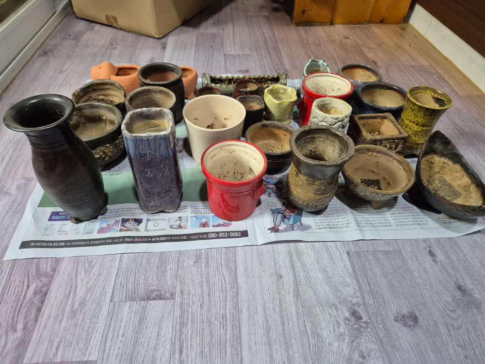 다양한 종류의 중고 다육이 화분 모음