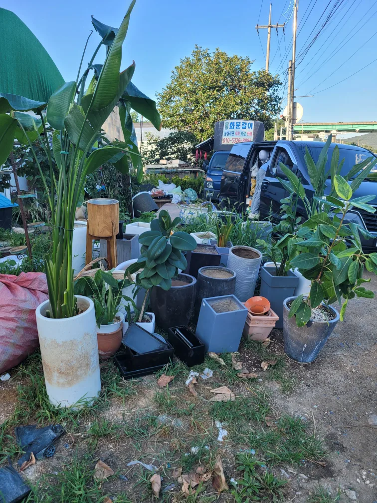 중고 화분나눔