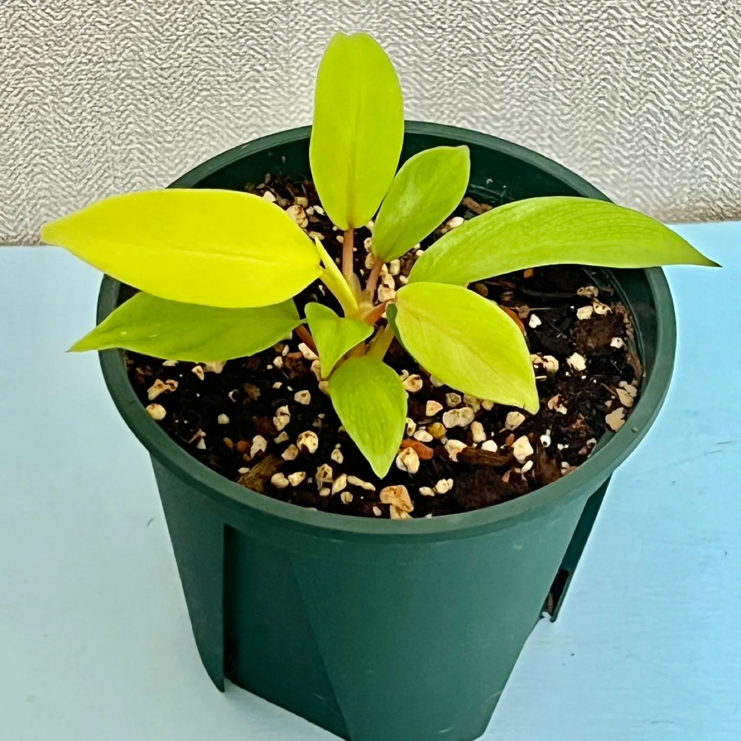 식물 필로덴드론 레몬라임🍋🍋‍🟩 슬릿분