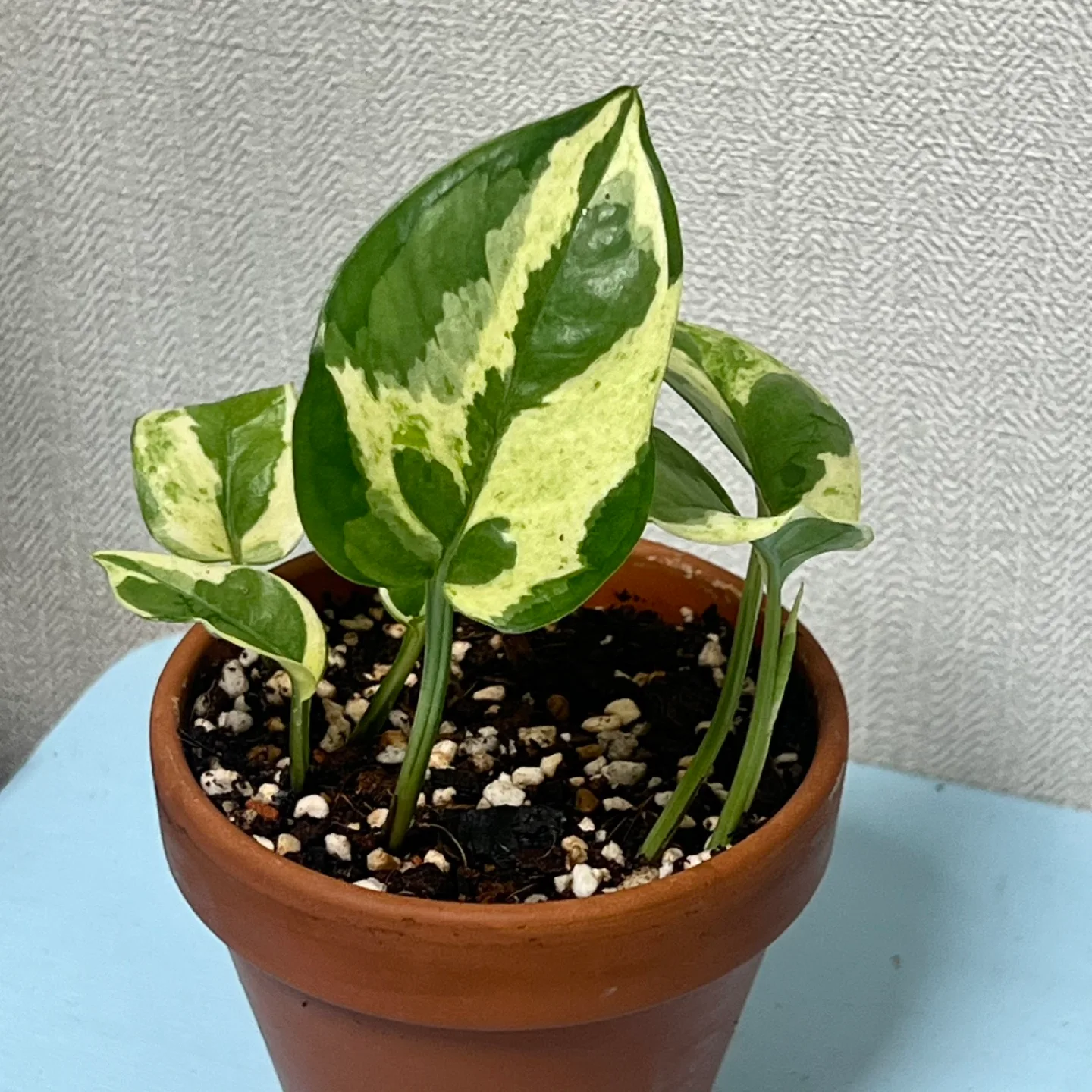 식물 엔조이 스킨답서스  토분