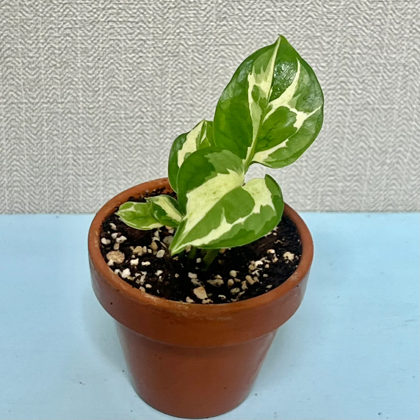 식물 엔조이 스킨답서스  토분