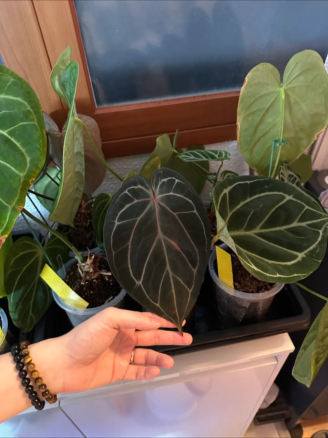 안스리움 다양하게 분양합니다 (방문가능)