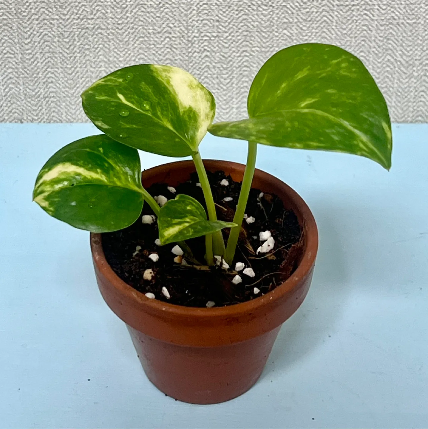 식물 무늬 스킨답서스  토분