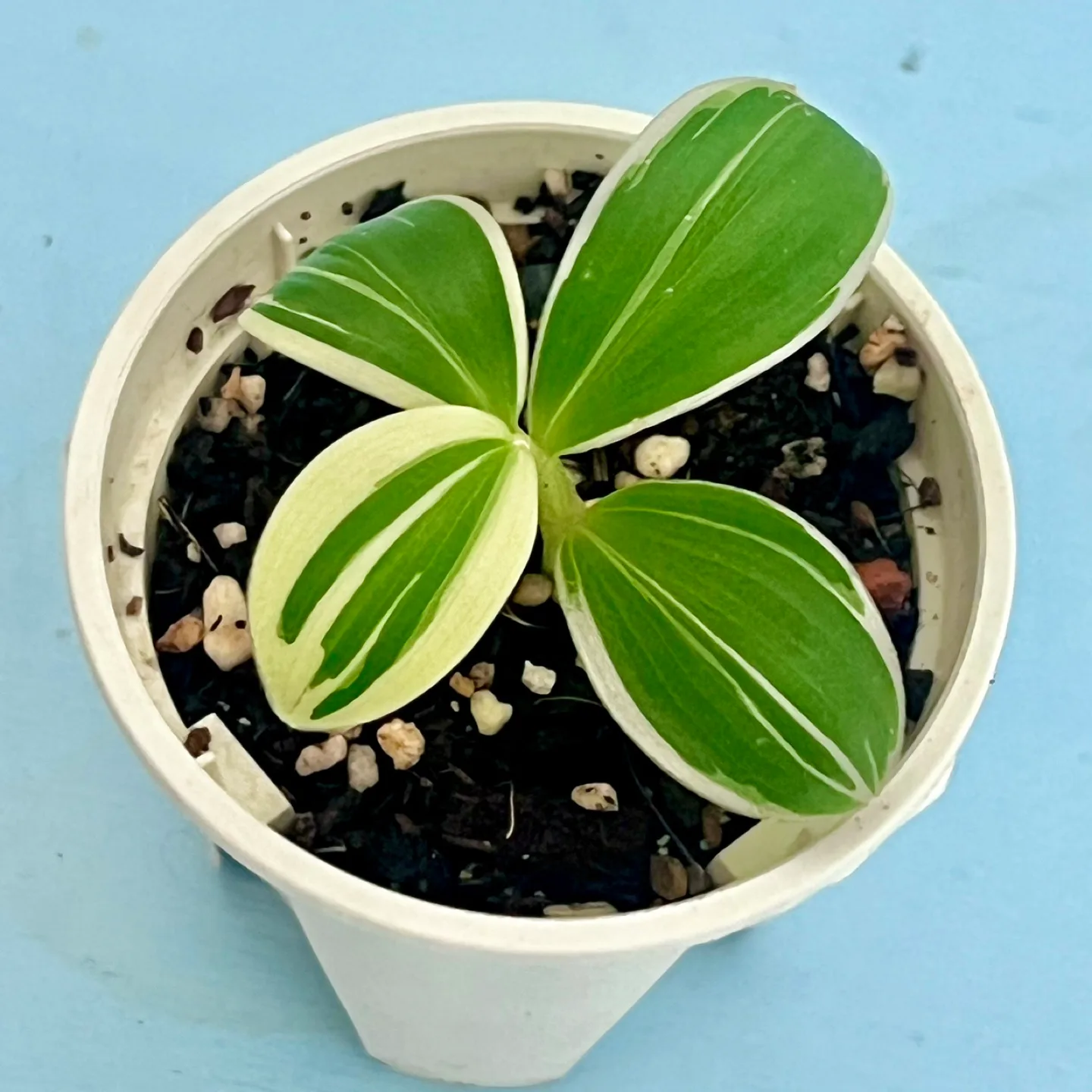 식물 무늬코스터스  슬릿분