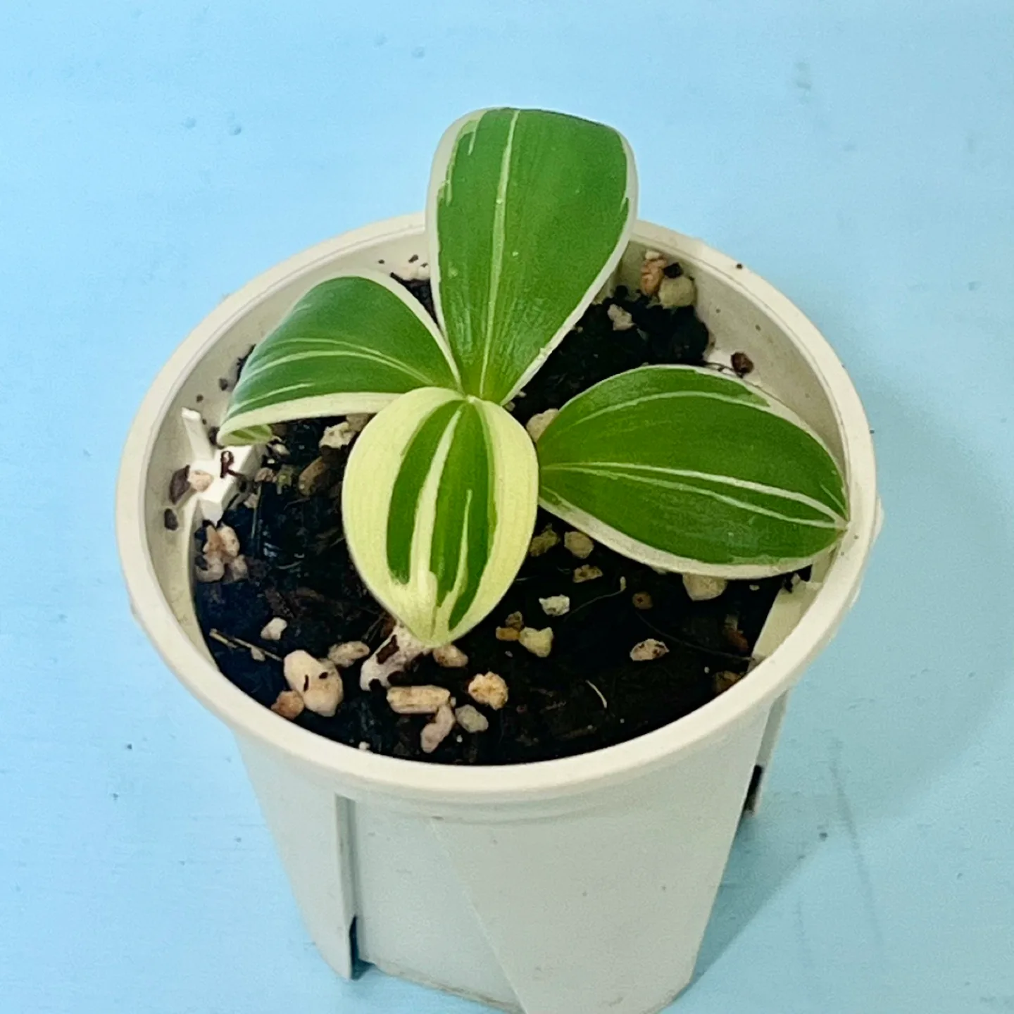 식물 무늬코스터스 슬릿분