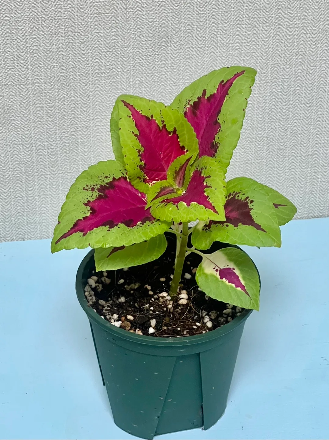 식물 콜레우스 슬릿분