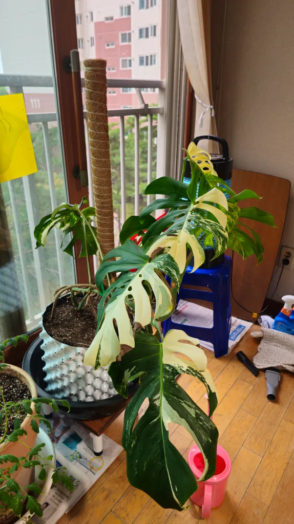 당근마켓 중고상품