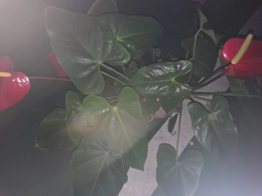 당근마켓 중고상품