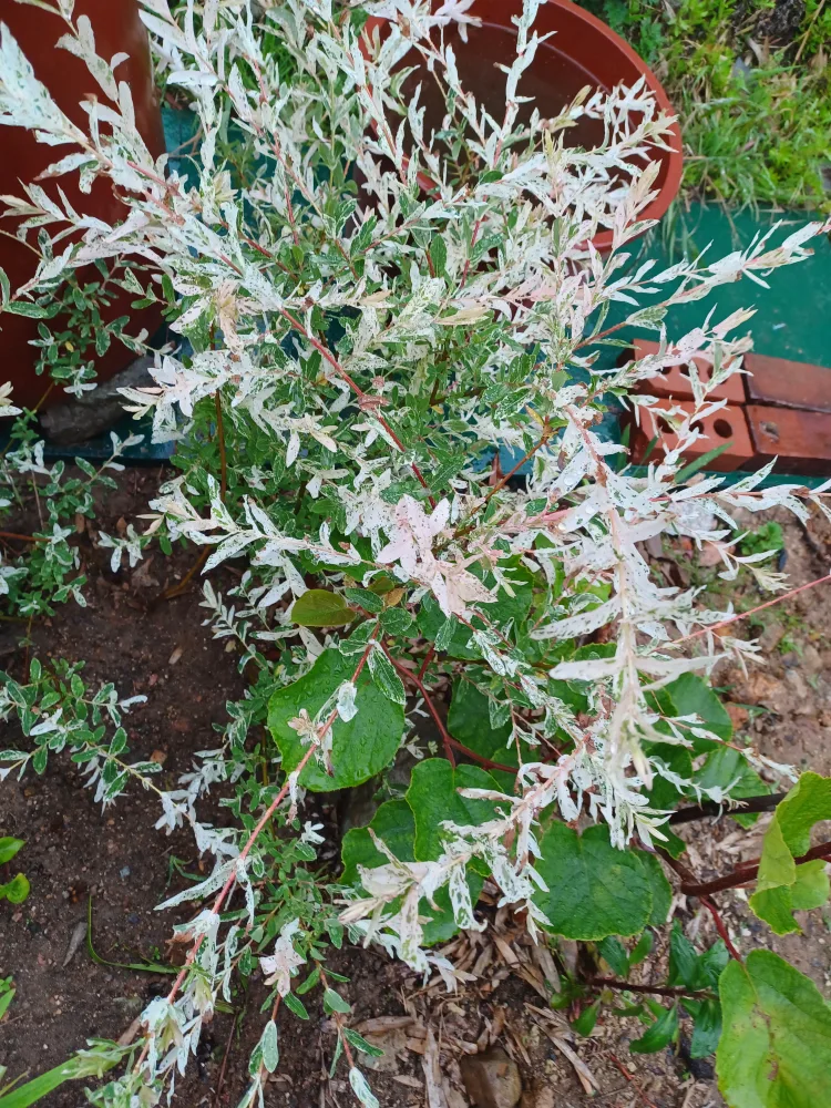 삼색 무늬 버드나무 (백로)