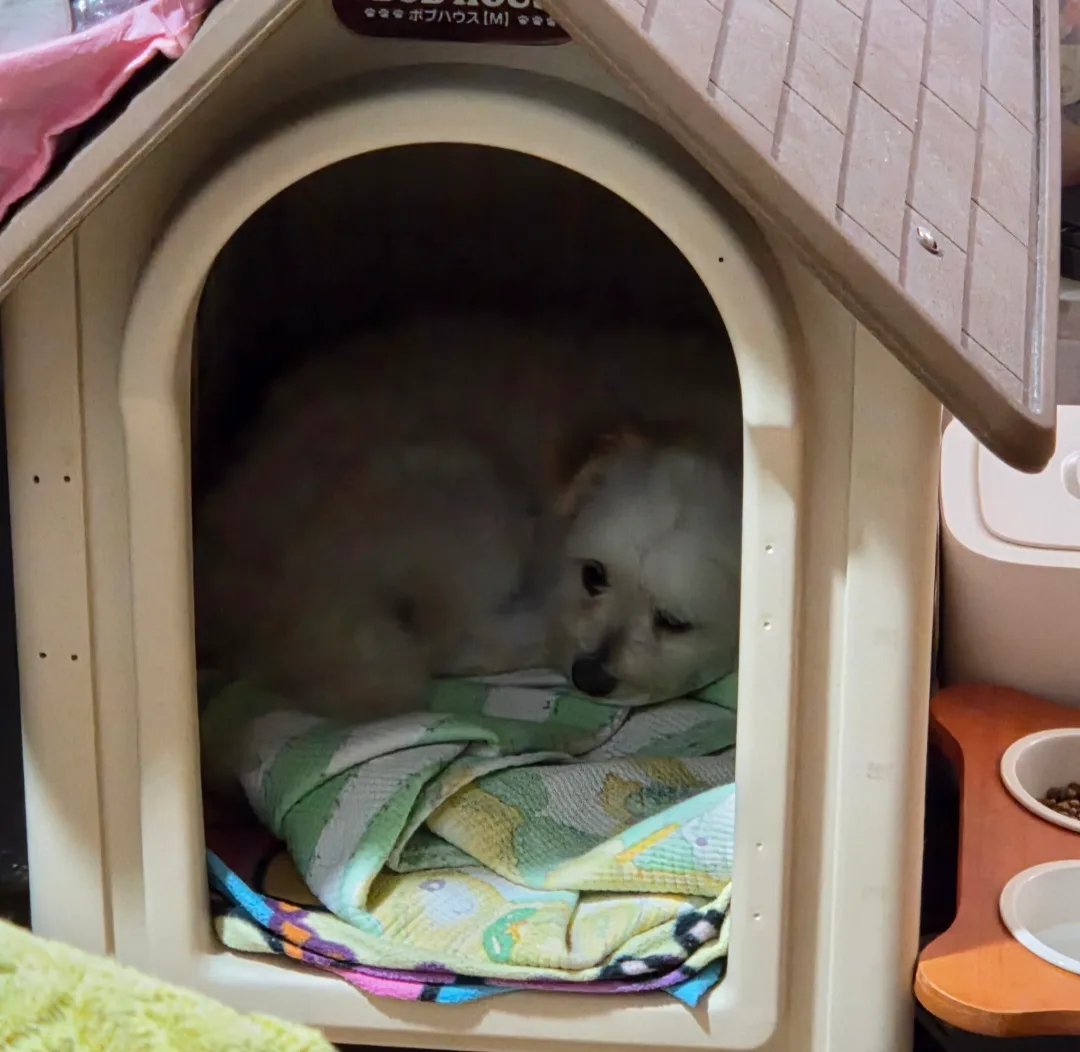 BOB HOUSE 강아지 집 중고(나눔)