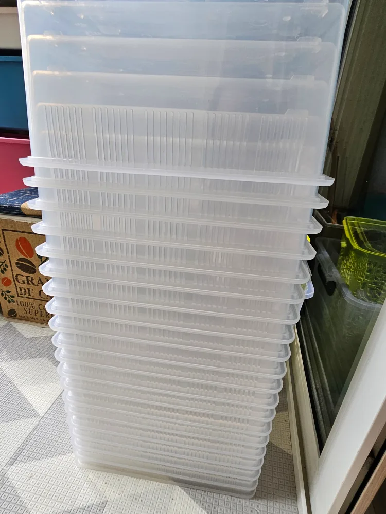 지곤2 ver.2  투명 대   사육장  중고 뚜껑없음 12개있음