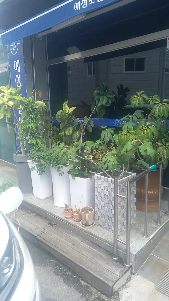 각종 화분 식물 무료나눔