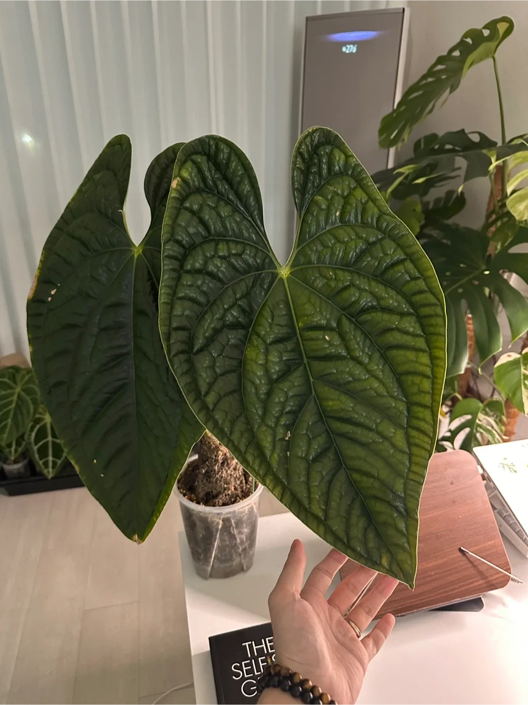 희귀관엽 안스리움 200종이상 다양하게 분양합니다