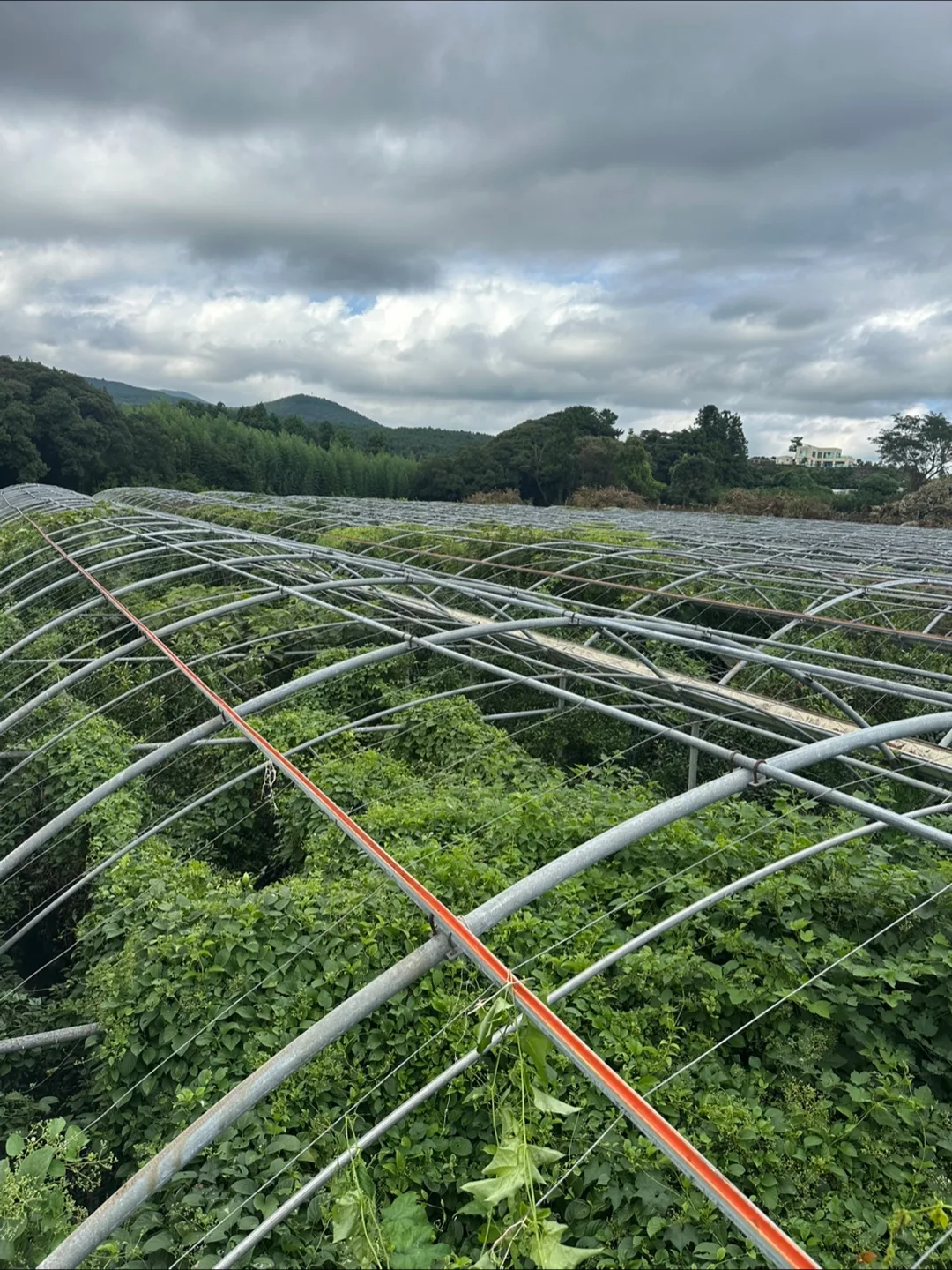 비닐하우스950평중고자재팔아요