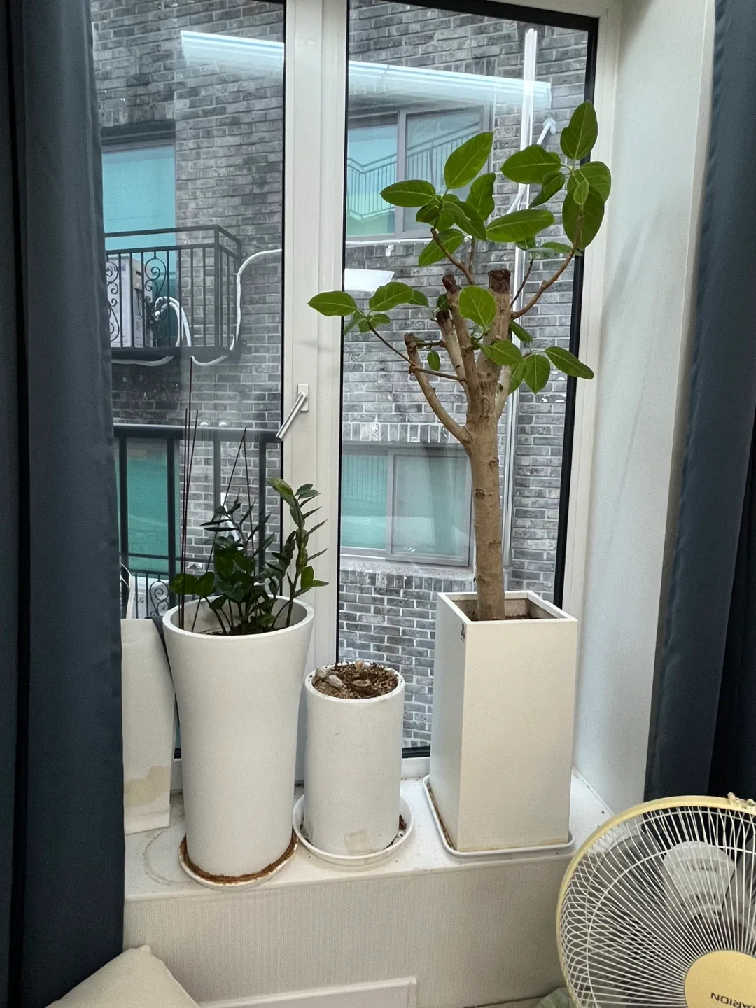 화이트 화분 식물