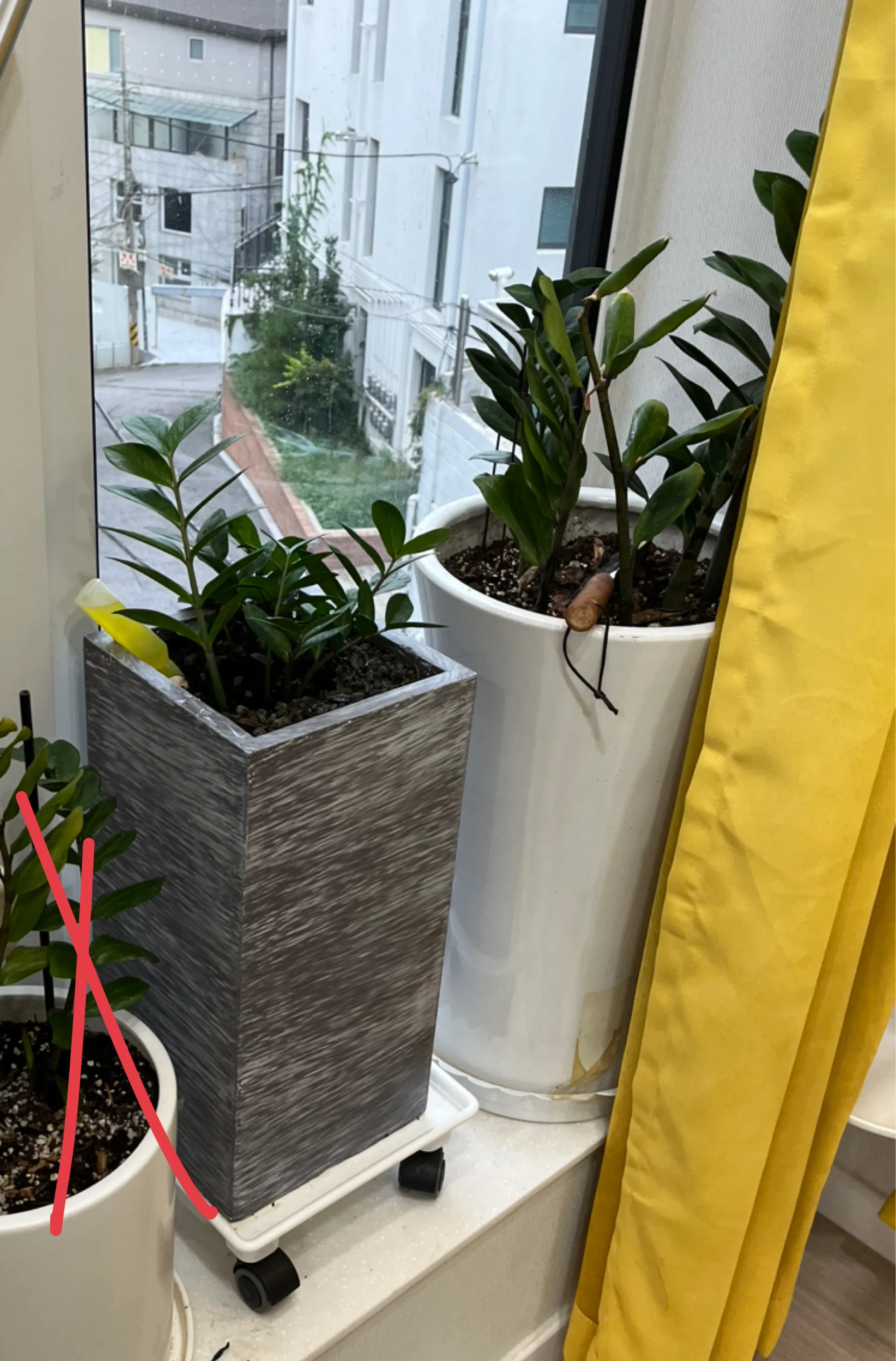 금전수 식물 화분 2건 나눔