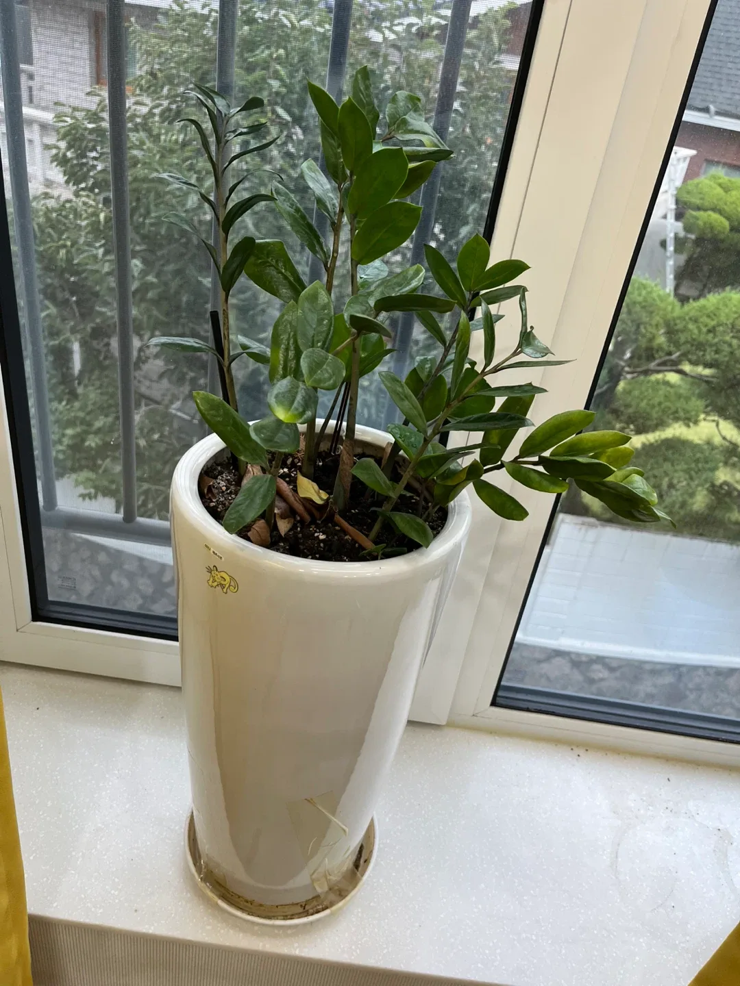 식물 및 화분 나눔