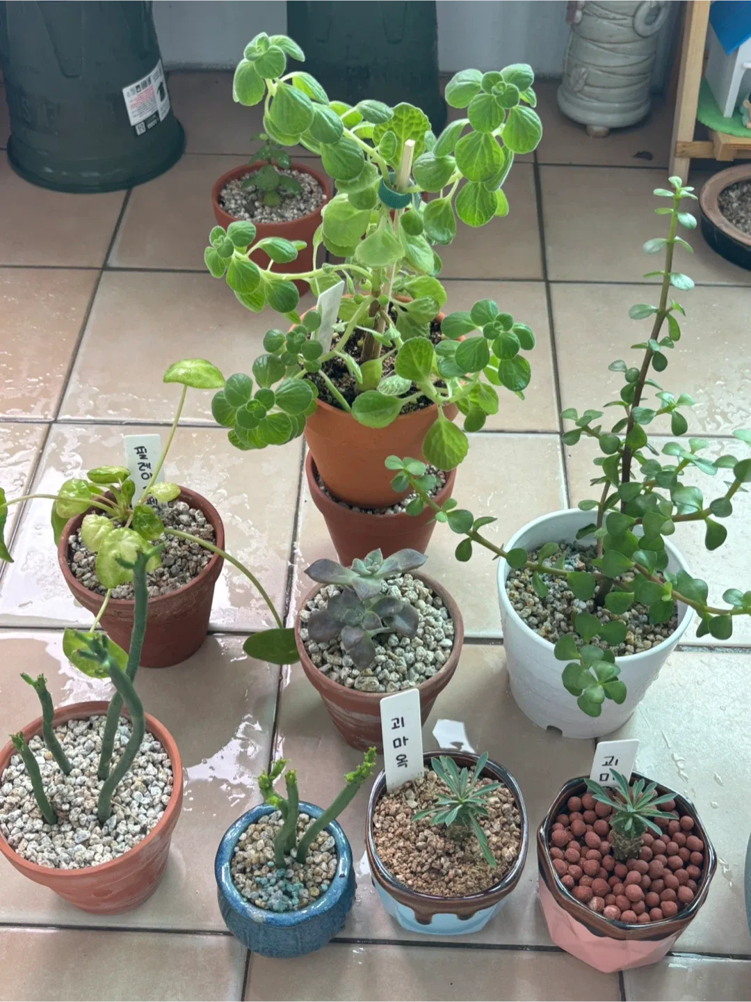 다육이/식물 모음