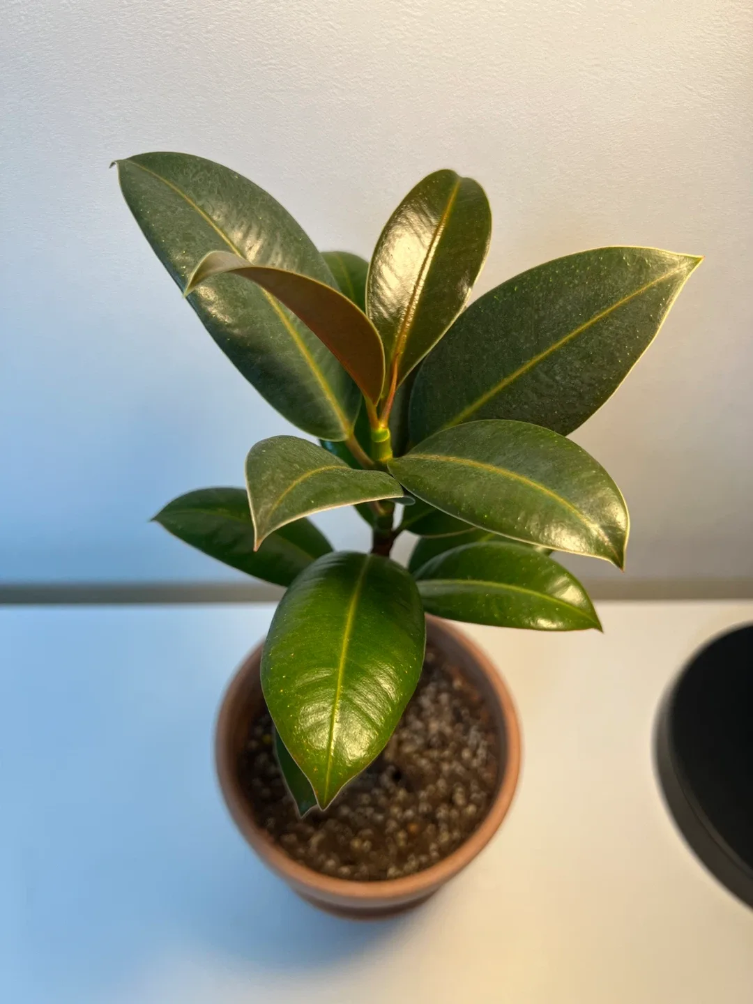 (식물)고무나무