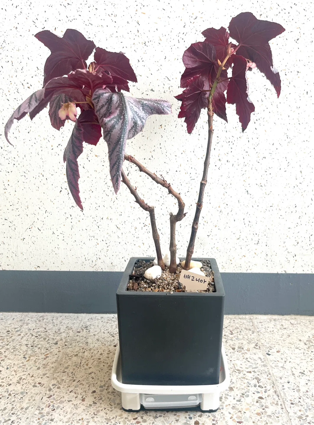 화분정리) 베고니아 화분 판매합니다