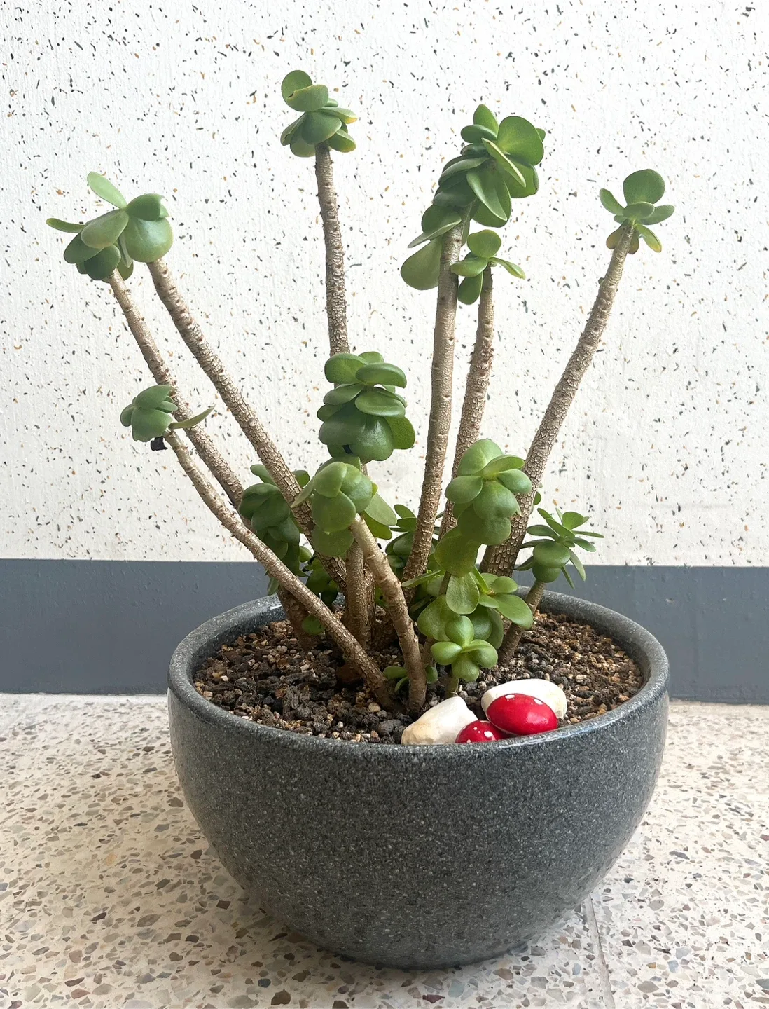 화분정리) 다육식물 화분 판매합니다