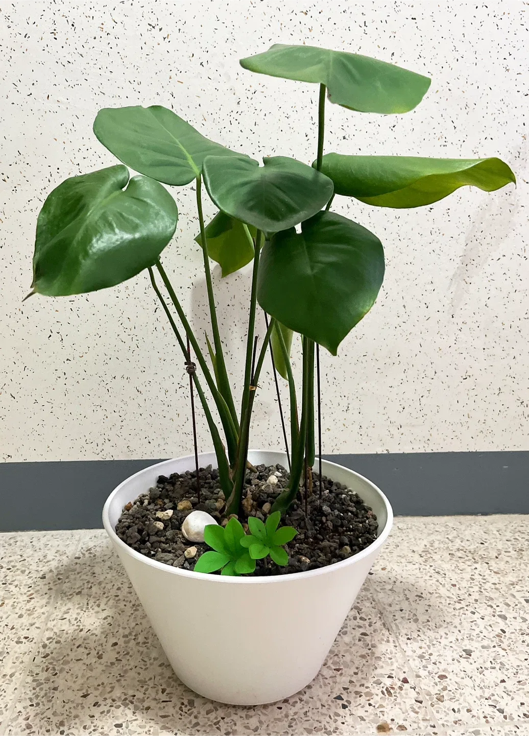 화분정리) 몬스테라 화분 판매합니다