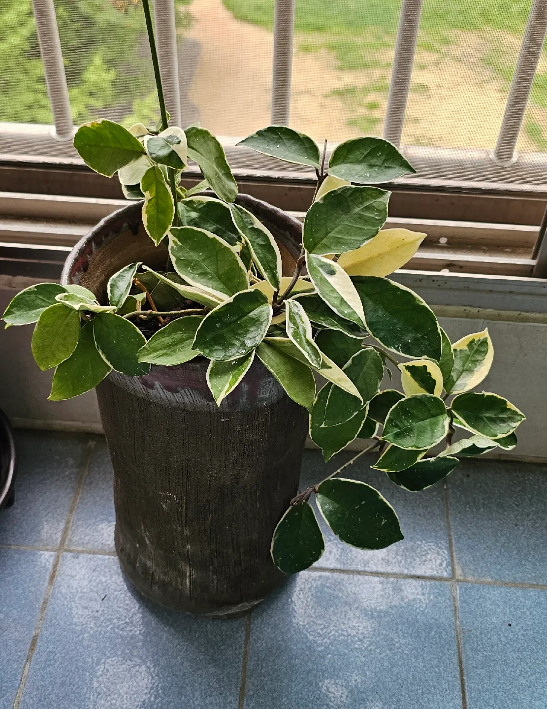 예쁜 화분 식물