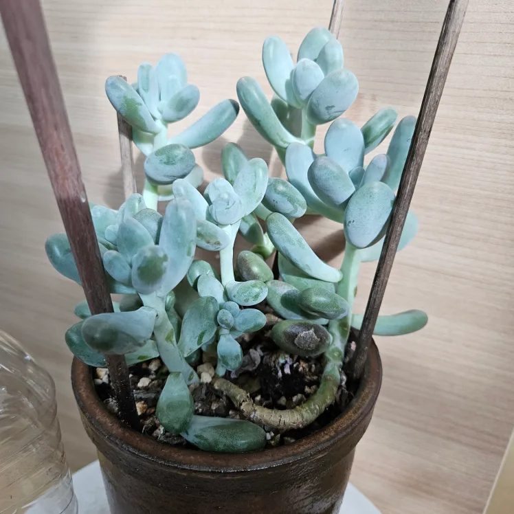 홍미인 다육이