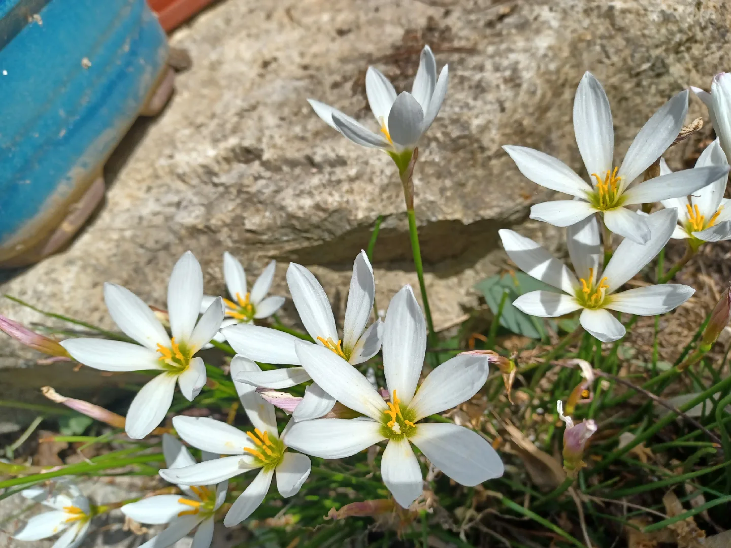 사프란(흰색 꽃, 부추난)