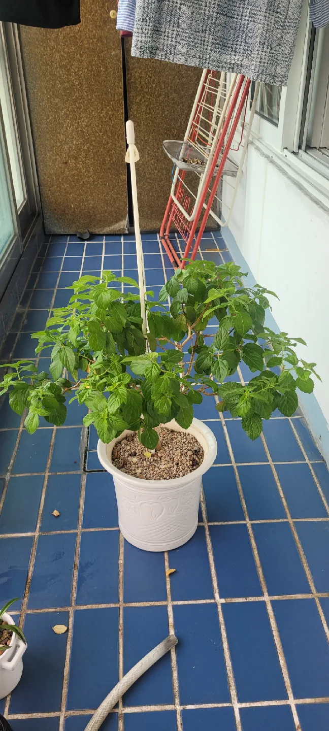 란타나 화분 식물 판매